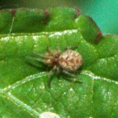 Araneidae