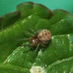 Araneidae