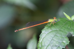 Ceriagrion auranticum