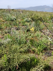 Moraea bellendenii