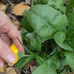 Calendula officinalis