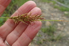 Carex capensis
