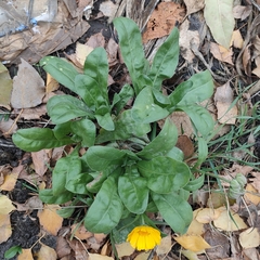 Calendula officinalis