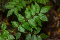 Derris involuta
