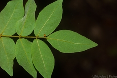 Derris involuta