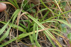 Carex capensis