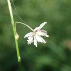Arthropodium milleflorum