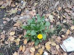 Calendula officinalis