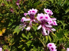 Pelargonium