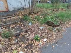 Calendula officinalis