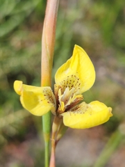 Moraea bellendenii