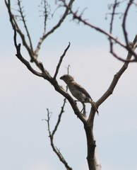 Sporophila morelleti morelleti