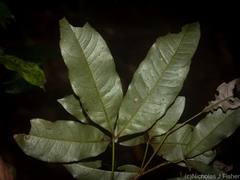 Heritiera trifoliolata