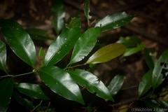 Cryptocarya bidwillii