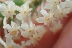Struthiola hirsuta