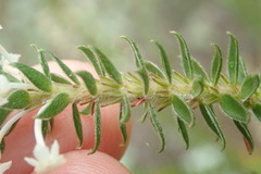 Struthiola hirsuta