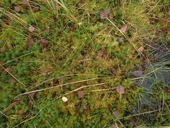 Sphagnum angustifolium
