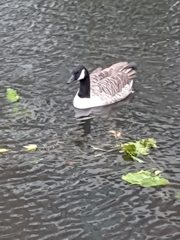 Branta canadensis
