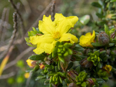 Hibbertia sericea