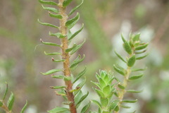 Struthiola hirsuta