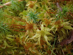 Sphagnum angustifolium