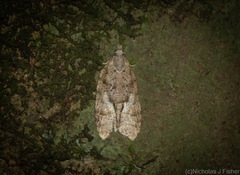 Polylopha epidesma