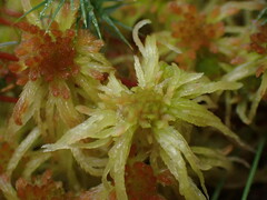 Sphagnum angustifolium
