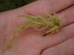 Sphagnum angustifolium