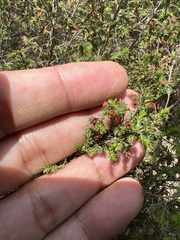 Erica mauritanica