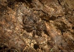 Servaea villosa