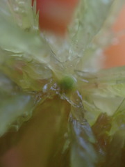 Sphagnum angustifolium