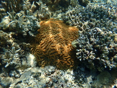 Lobophyllia