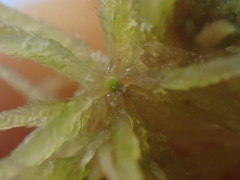 Sphagnum angustifolium