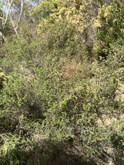 Erica mauritanica