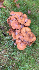 Armillaria