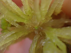 Sphagnum angustifolium