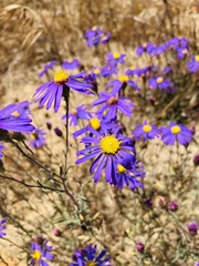 Asteraceae