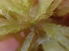 Sphagnum angustifolium