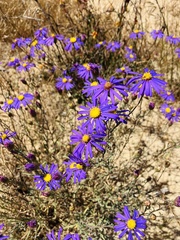 Asteraceae