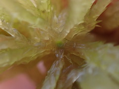 Sphagnum angustifolium