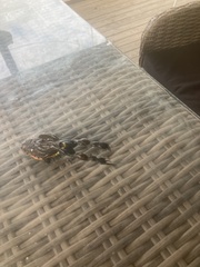 Limnodynastes dumerilii dumerilii