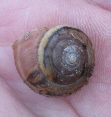 Euomphalia strigella