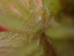 Sphagnum angustifolium