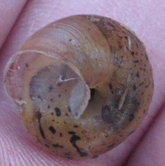 Euomphalia strigella