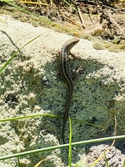 Trachylepis capensis