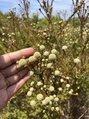 Leucadendron levisanus