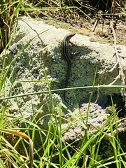 Trachylepis capensis