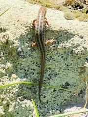 Trachylepis capensis