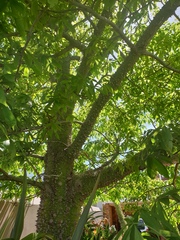 Platylophus trifoliatus