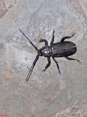 Aulacopus reticulatus